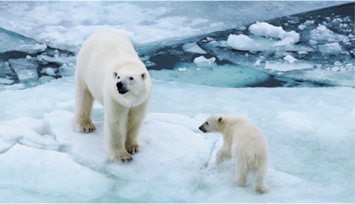 De nombreux animaux font face à de nouveaux risques, car le changement climatique affecte les niveaux de glace et d'eau. PHOTO: KAROLIN EICHLER (DEUTSCHER WETTERDIENST)